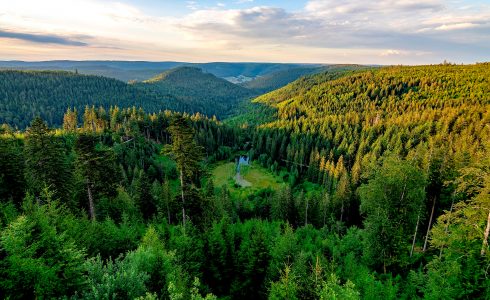 Falkenstein Forst Aufforstung Ökopunkte Forstwirtschaft