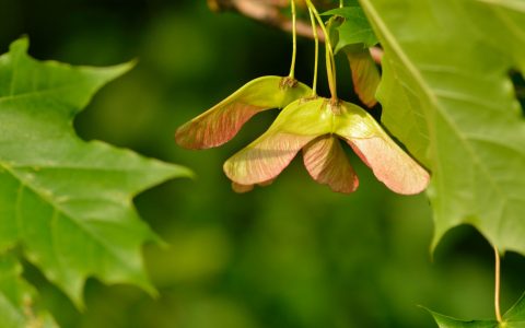 Falkenstein Forst Ahornsamen