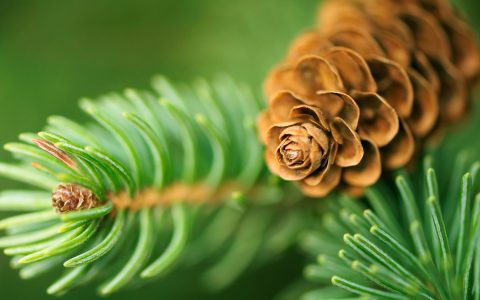 Falkenstein_Kiefer_Nadelwald